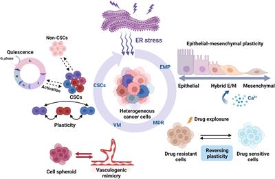 Emerging roles of endoplasmic reticulum stress in the cellular plasticity of cancer cells